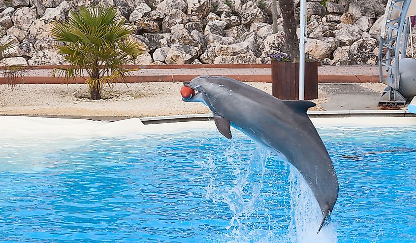 Bottlenose dolphin at a marine aquarium doing a trick