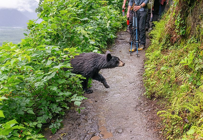Hikers waiting for a bear to cross a trail at the Kenai Fjords National Park, Alaska.