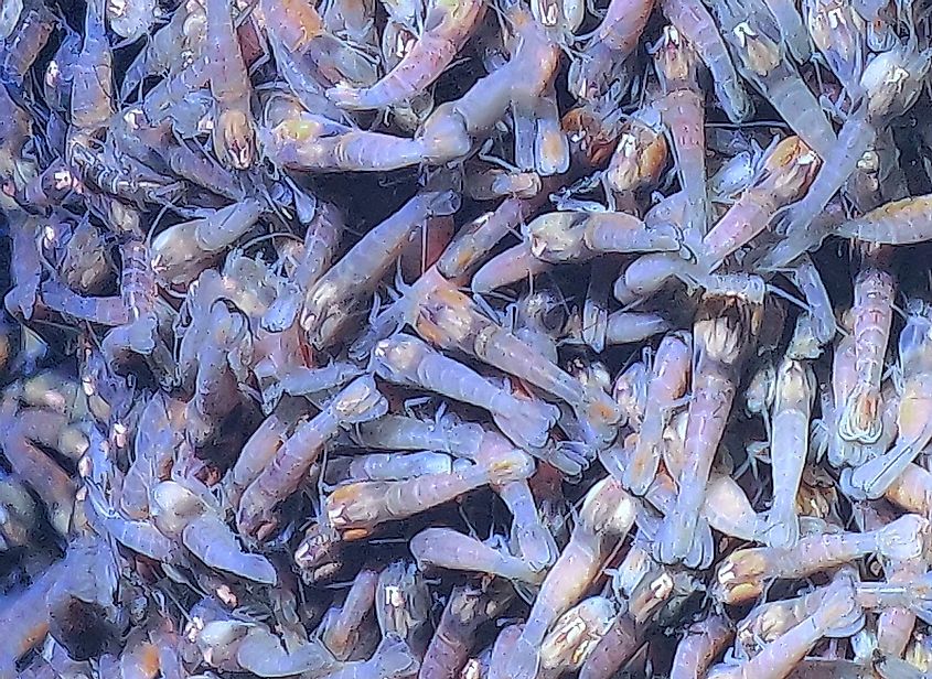 A dense gathering of Rimicaris hybisae shrimp at the Beebe Hydrothermal Vent Field in the Mid-Cayman Rise. The shrimp are almost entirely blind, surviving at the interface of cold, deep seawater and supercritical hydrothermal fluid.
