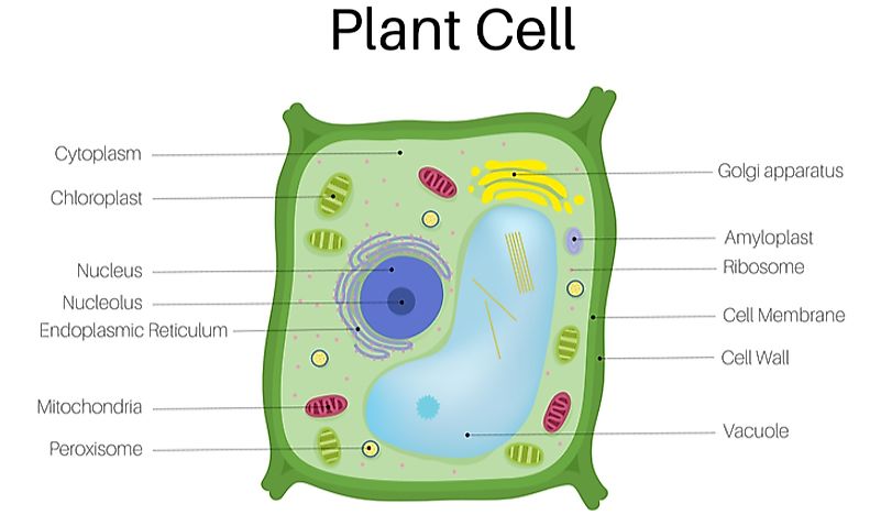 What are the Differences Plant Cells and Animal Cells? - WorldAtlas