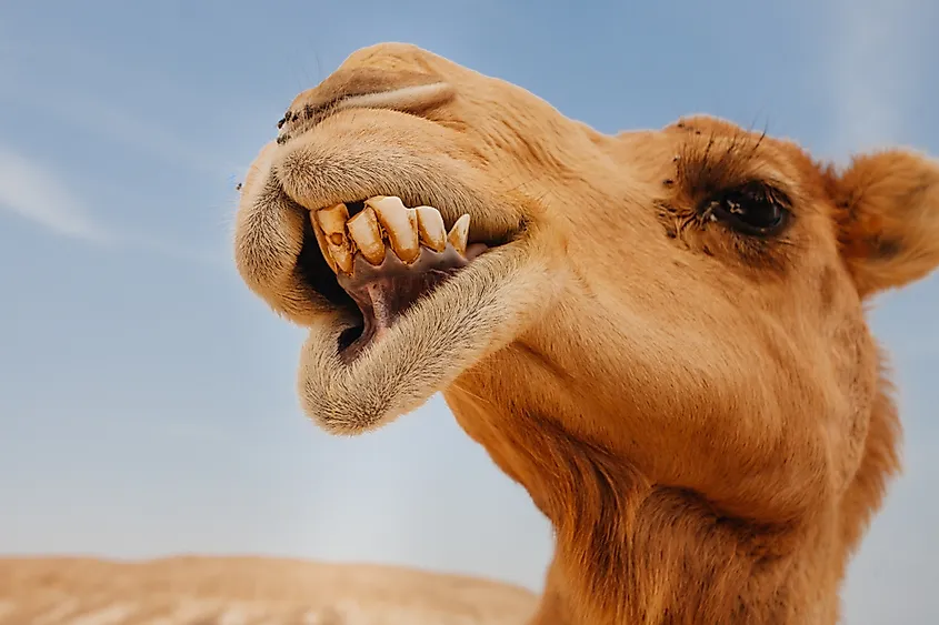 | shanglulu Strange facts about the camel that you do not know There