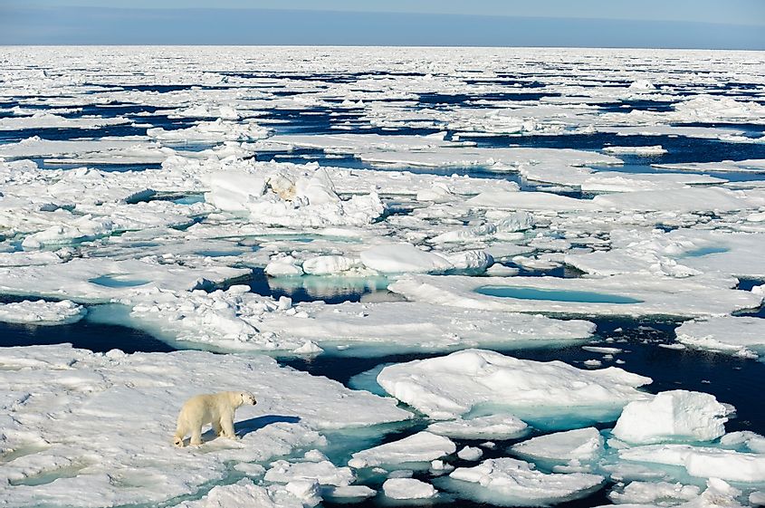 Polar bear walking between ice floats on a large ice pack in the Arctic Circle