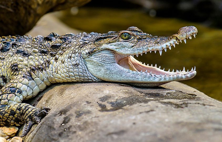 Philippine crocodile