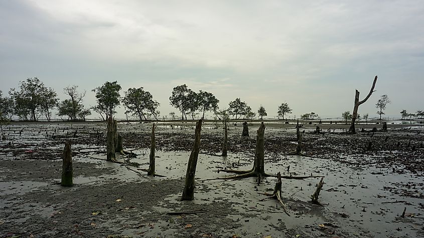 mangrove deforestation