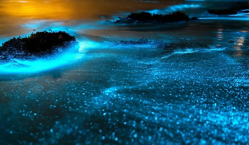 Bioluminescence at night, Jervis Bay, Australia.