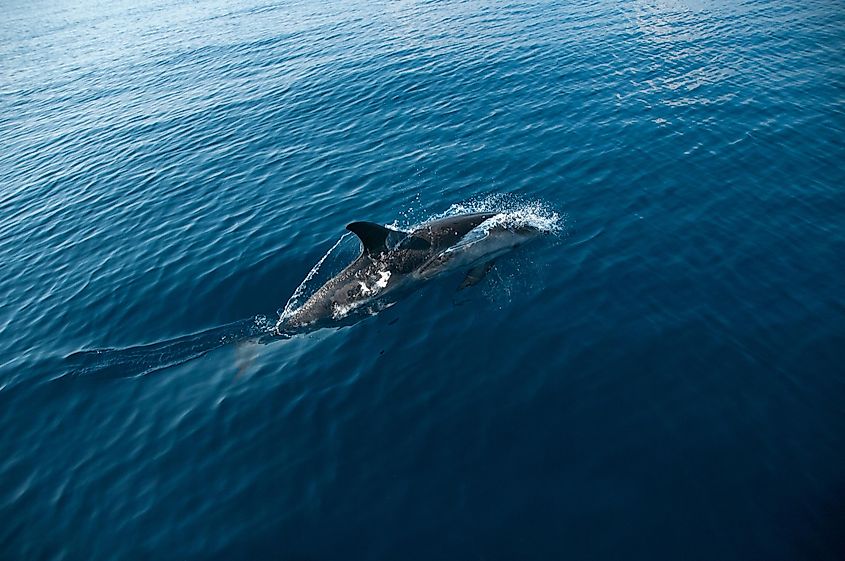 A wild dolphin swimming in the Corinthian Gulf in it's natural habitat