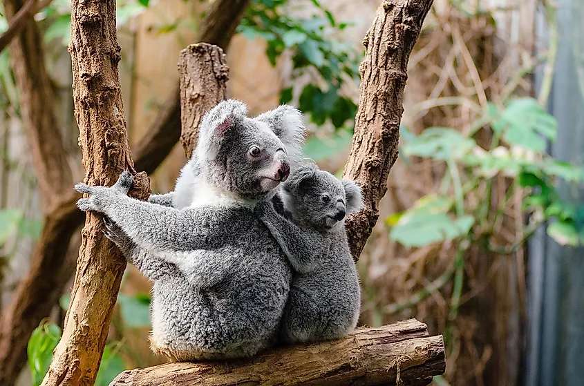 Koalas in a tree.