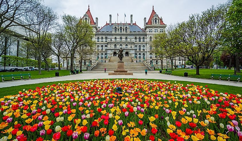 Tulips and The New York State Capitol, in Albany, New York.