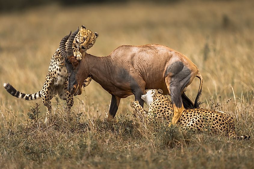 A cheetah bringing down a topi.