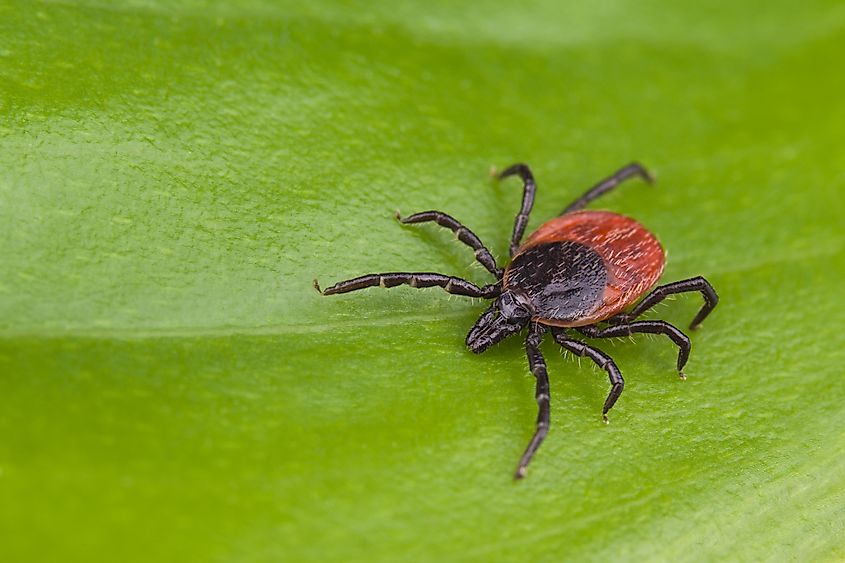 Deer tick (Blacklegged tick), Ixodes ricinus.