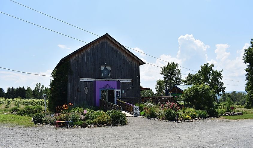 A view of Rasta Ranch Vineyards, a winery in the Finger Lakes region of New York state.