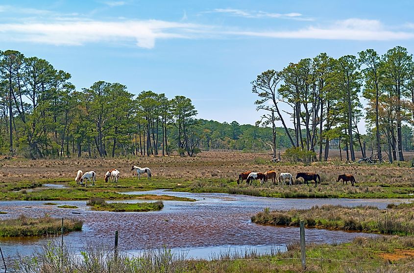 Waterfront at Chincoteague, Virginia