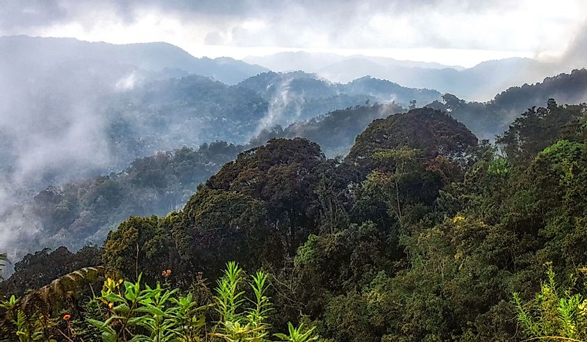 Tropical rainforest of Nyungwe National Park, Rwanda.