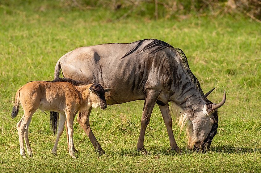 A female blue wildebeest with her young calf (Connochaetes taurinus) grazing.