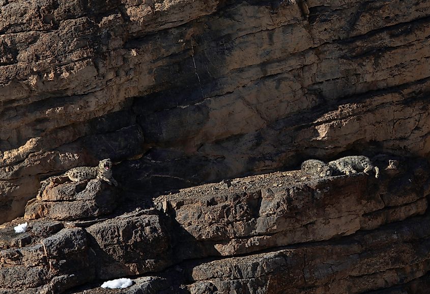 Himalaya snow leopard