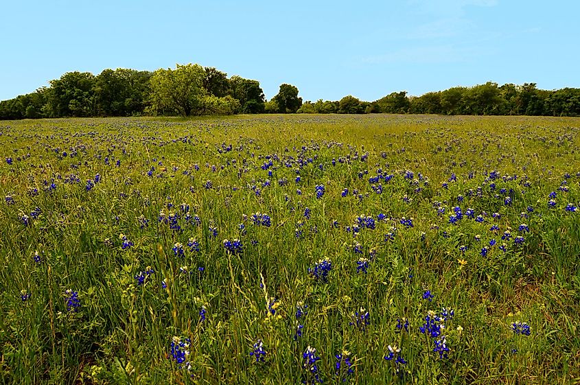 Bluebonnet flowers in McKinney Falls State Park.