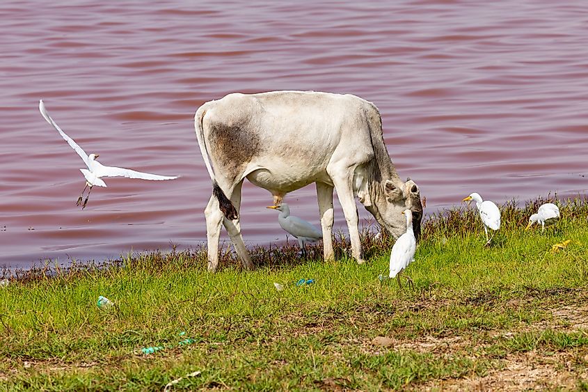 Lake Retba animals