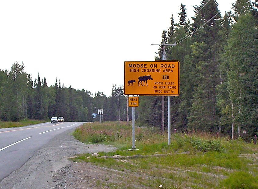 Moose crossing warning sign, Kalifornsky Beach Road, Kenai Alaska