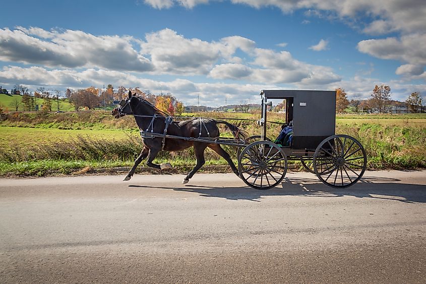 Editorial Photo Credit: Jack R Perry Photography via Shutterstock. Amish Buggy in Holmes county Ohio. All four hoves of the horse off the ground as the ladies head home from shopping.