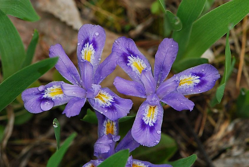 Dwarf Lake Iris (Iris lacustris).