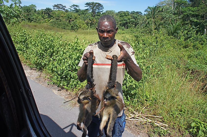 poaching congo