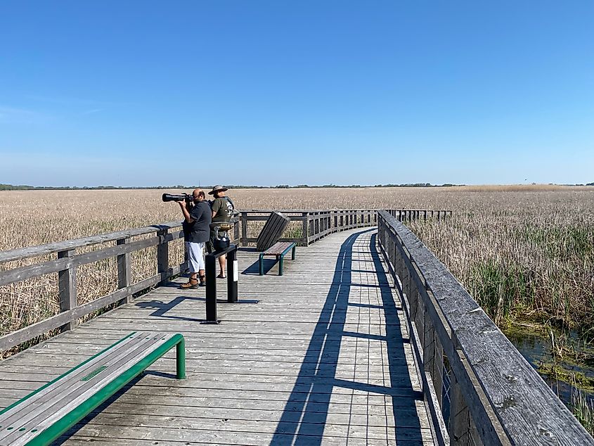 Two men with long lens cameras look out into a field of cattails from a boardwalk platform.