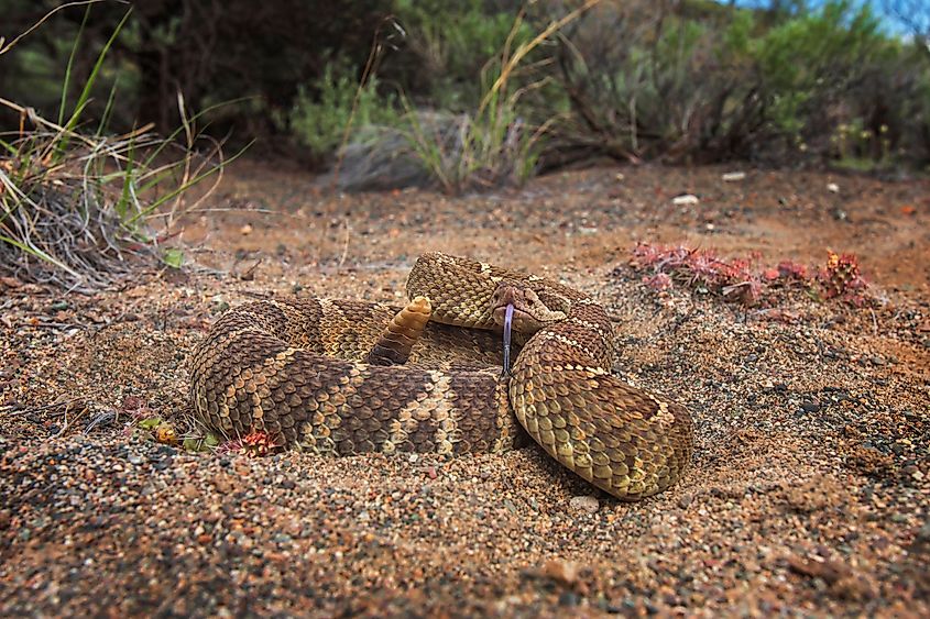 A Northern Pacific rattlesnake