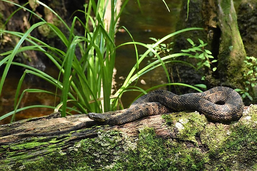 A brown water snake along the water.