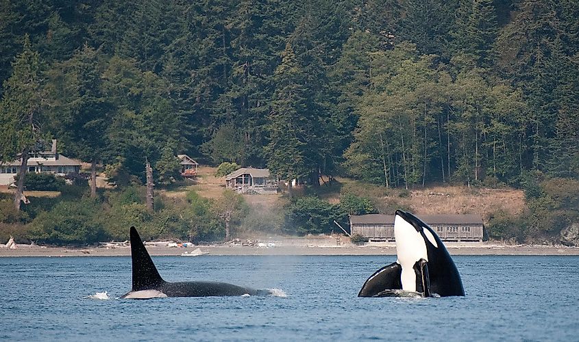 Orcas in the water at Friday Harbor, Washington.