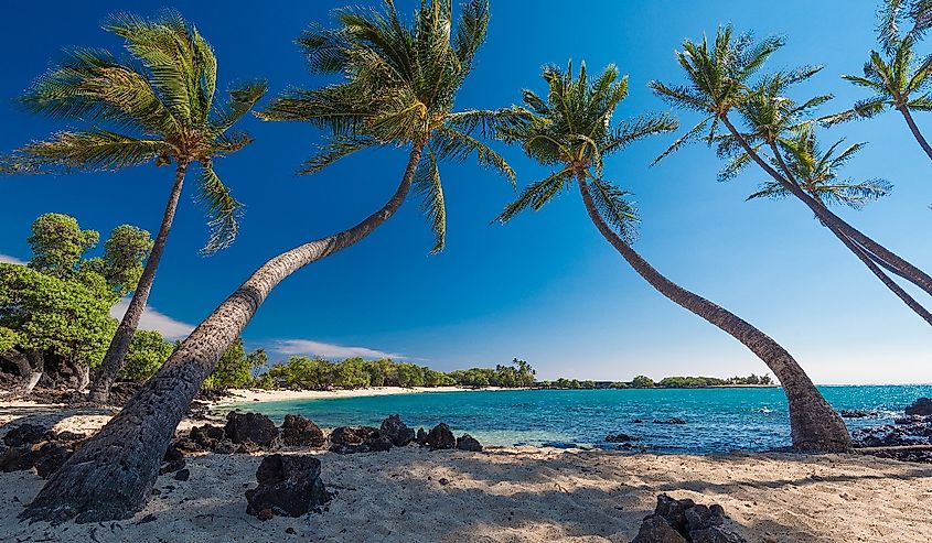 Group of Coconut Palm Trees at a Sandy Beach, Big Island, Hawaii