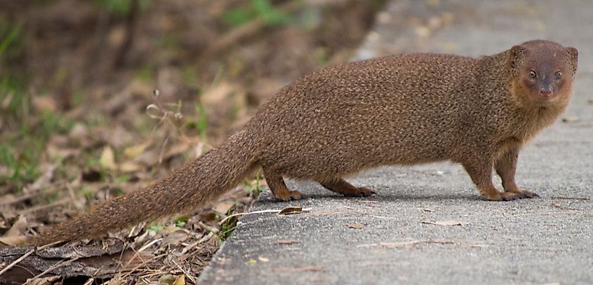 A small Indian mongoose standing on rocky ground