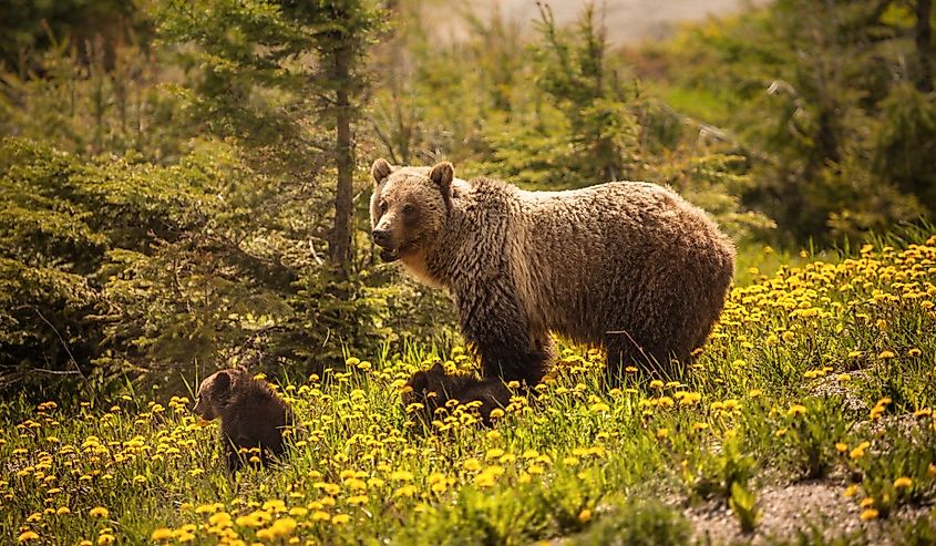 Bear in Jasper National Park in Alberta, Canada.