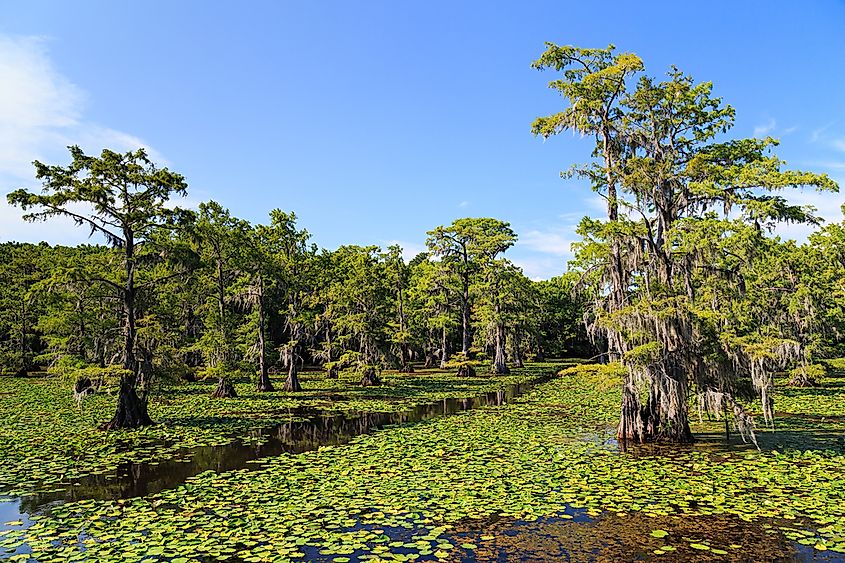 Caddo Lake, one of Texas's few natural lakes
