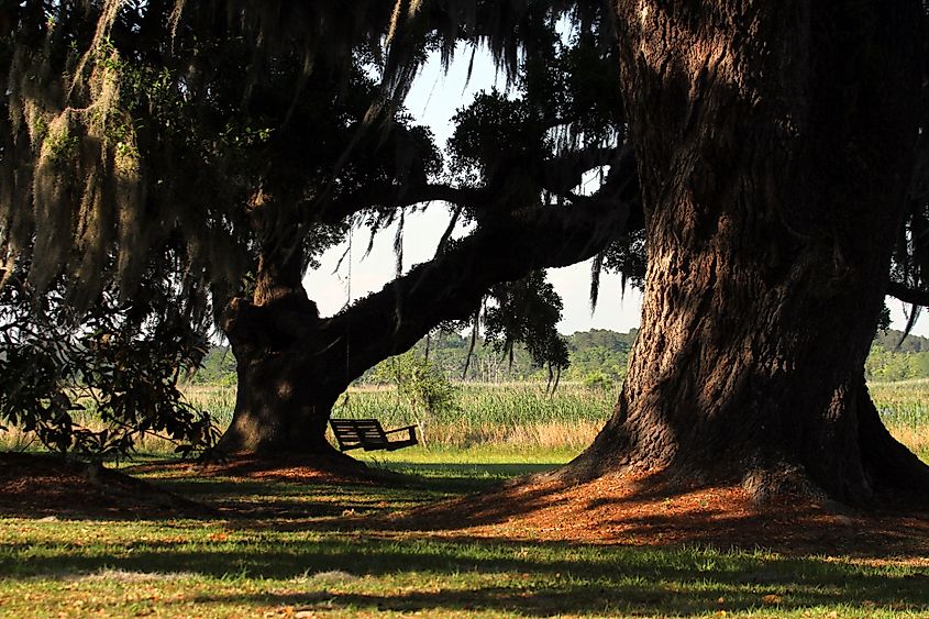 The ancient oaks in the Mansfield Plantation, Georgetown, South Carolina