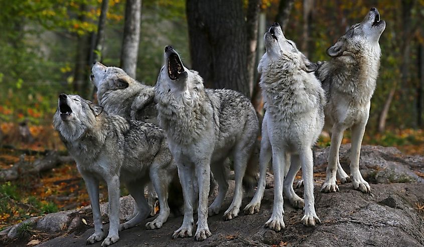 Eastern timber wolves howling on a rock in Canada.