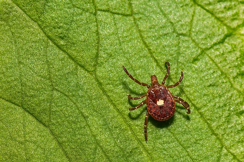 Lone Star Tick - Amblyomma americanum.