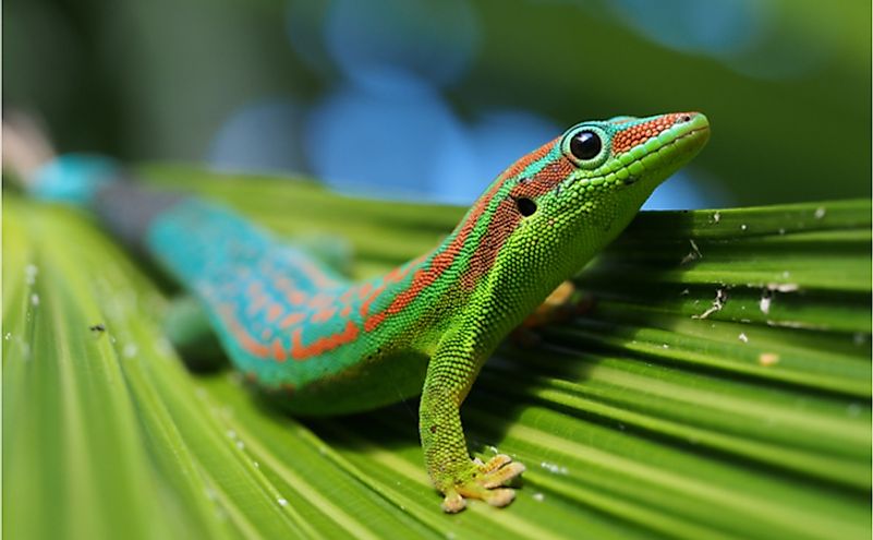 Turquoise and blue ornate day gecko on palm tree leaf.