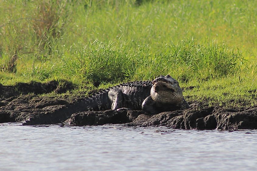 View of an alligator in Lake Okeechobee.