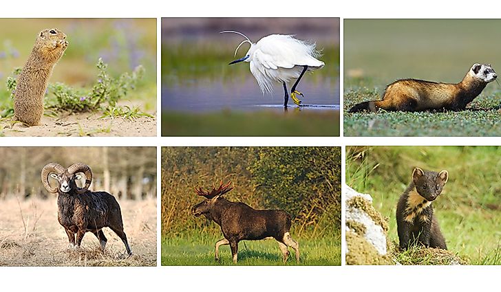 Animals That Live In Ukraine - WorldAtlas Animals That Live In Ukraine - WorldAtlas