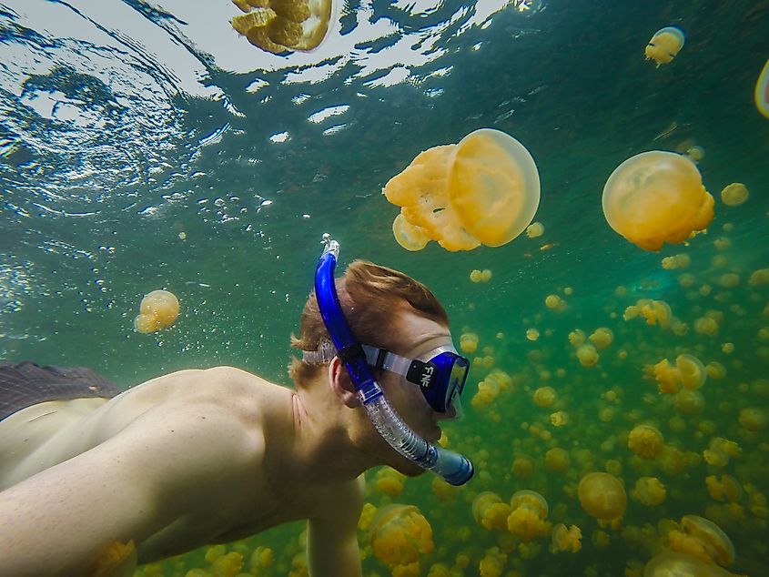 A person snorkelling in the Jellyfish Lake in Palau.