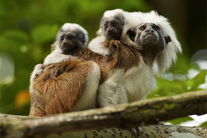 COTTON top tamarin