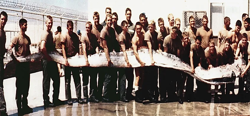 A 7 m (23 ft) giant oarfish, washed up on the beach of a Navy SEAL training base in California