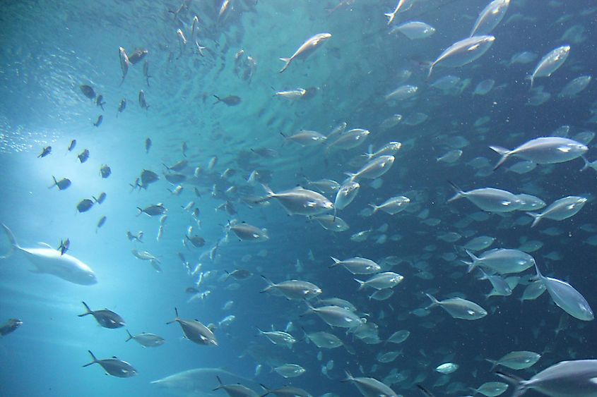 A school of fish in the Gulf of Valencia.