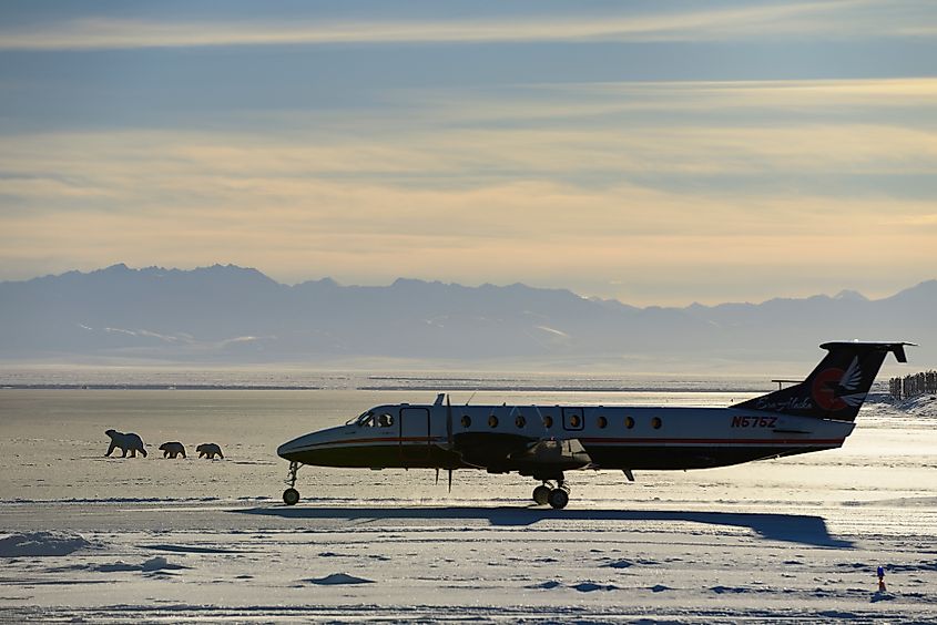 Polar bears Kaktovik