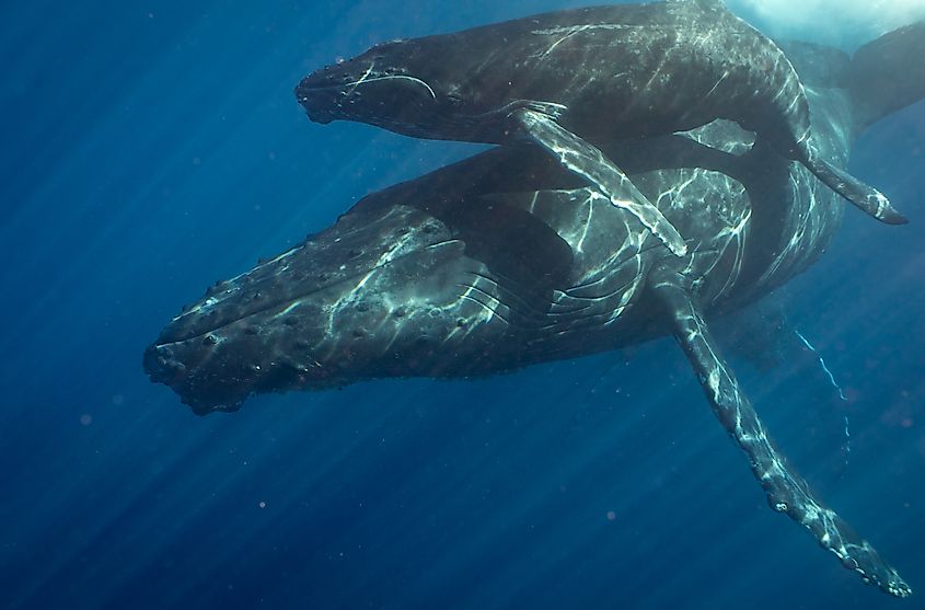 Humpback whales. 