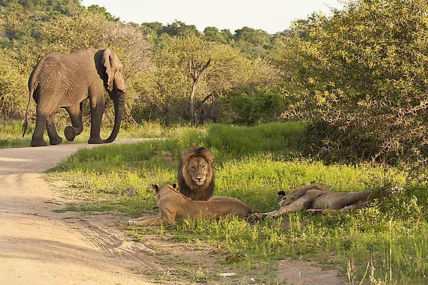 Kruger National Park