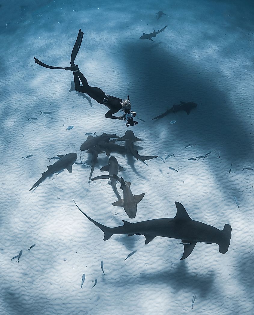 Jillian freediving with great hammerheads. Image credit: Sophie Hart