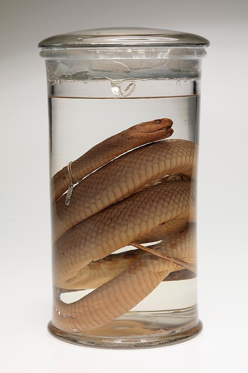 The preserved coastal taipan specimen captured by Kevin Budden in 1950, the first taipan ever milked for venom