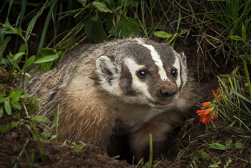 Close-up of an American Badger.