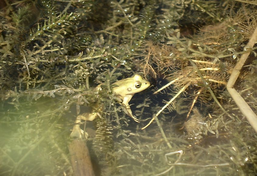 Pig Frog (Lithobates grylio) in the hydrilla-filled waters of a canal in Florida